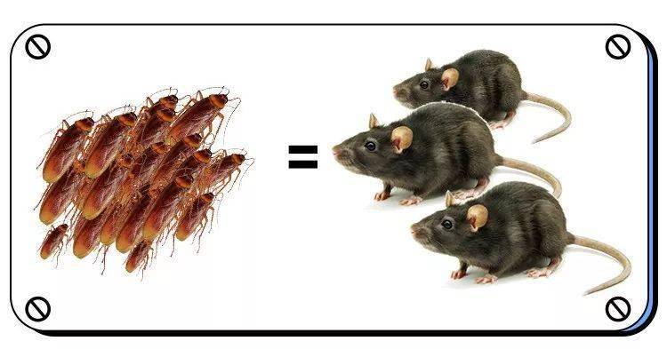 南方的蟑螂能可怕到什么程度网友会是你一辈子的噩梦