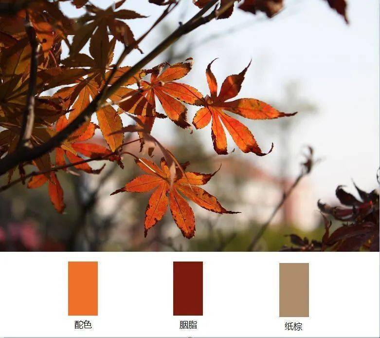 华理专属色卡那些打动你的色彩