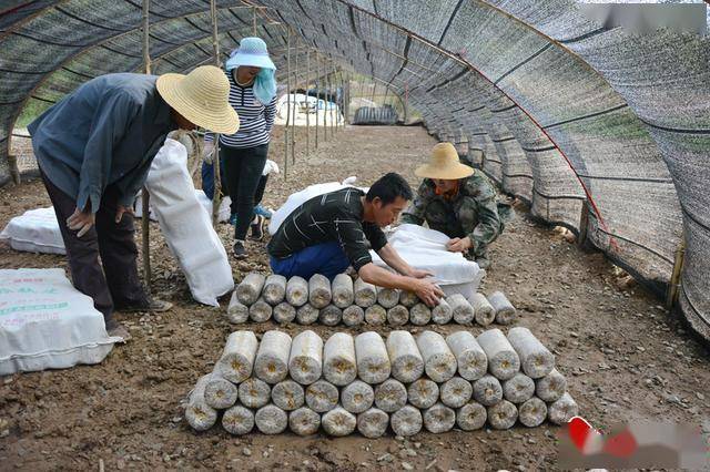 秦岭镇群众开辟致富新渠道