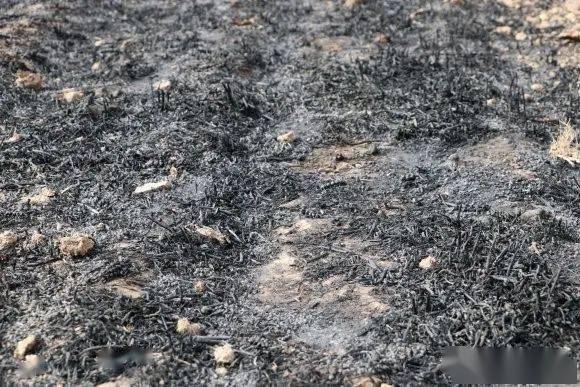 突发菏泽一麦田着火近百亩麦子化为灰烬