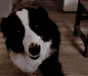 狗狗智商测试会做这些的才是真天才汪