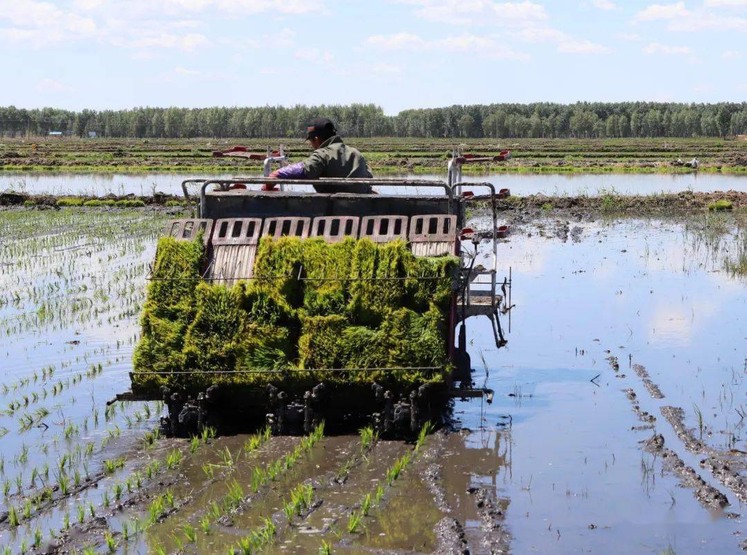 水稻机插秧同步侧深施肥技术在我县试验示范