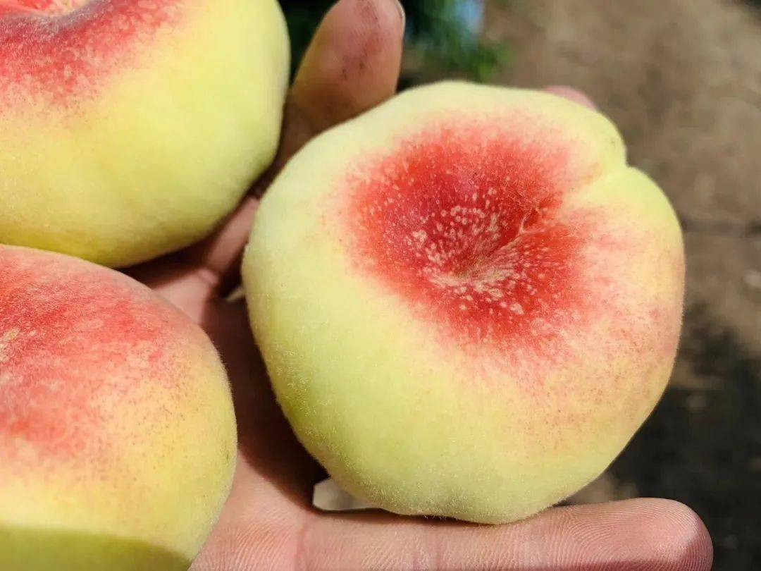 爱心助农不用大闹天宫也能吃到的神仙蟠桃大荔毛蟠桃新鲜上架