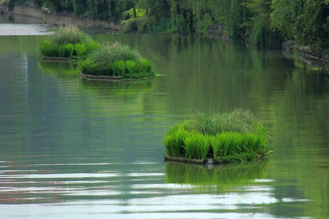 十堰在马家河上建人工漂浮湿地为鸟儿与鱼类打造温馨家园