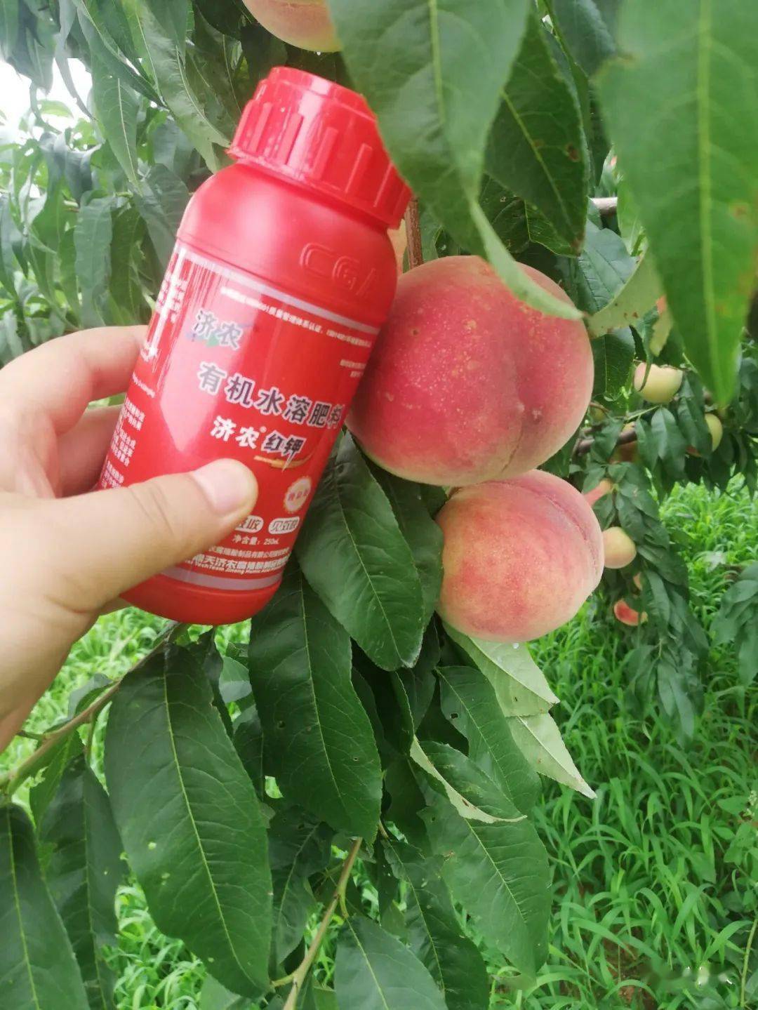 缺钾就用济农红钾焕新版