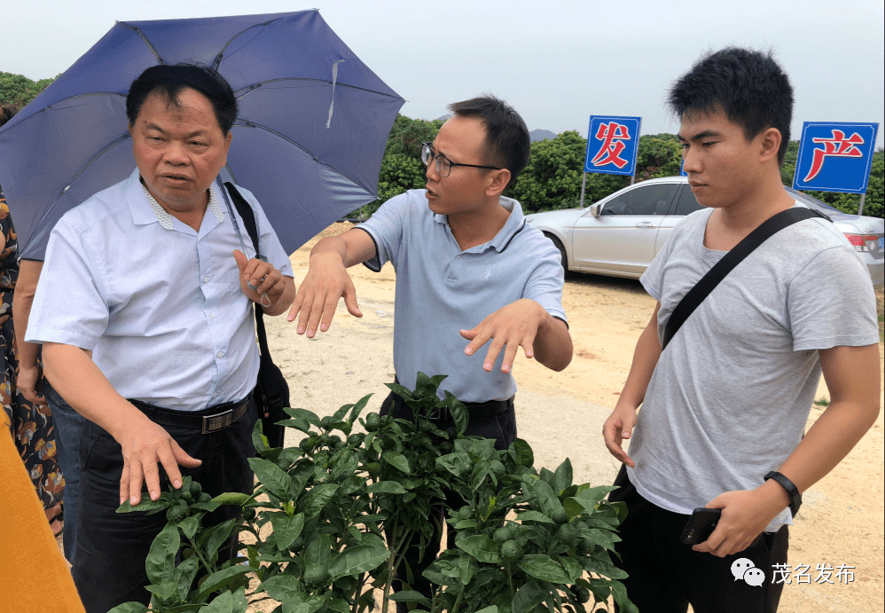 厲害電白這條村靠種植這種水果發家致富了