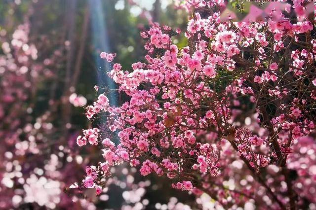 人间仙境般梦幻昆明郊野公园的绣球花海看一眼就沦陷了
