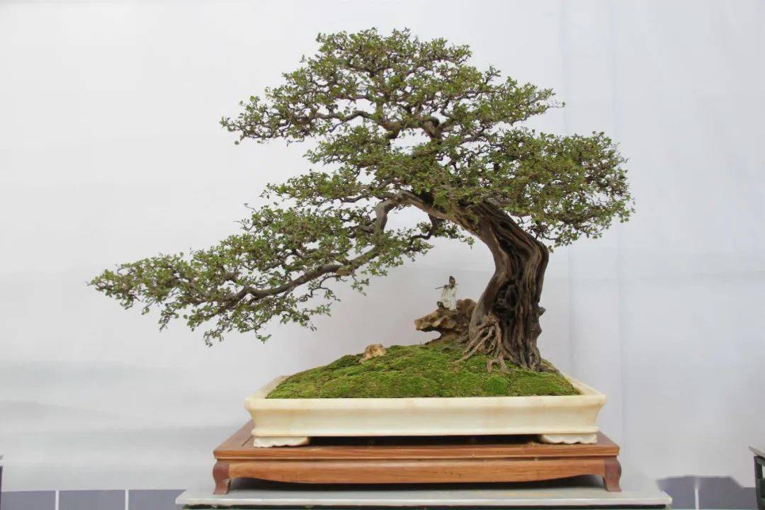 辉煌的记忆2015年昆明斗南中国盆景精品邀请展暨云南赏石根艺展