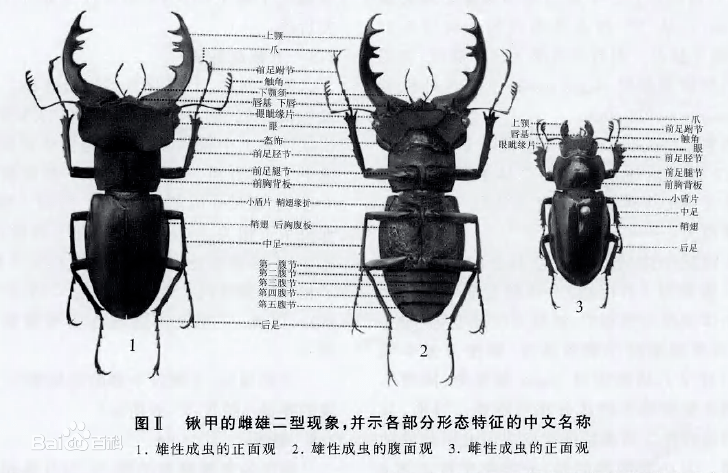 甲壳虫昆虫名称图片
