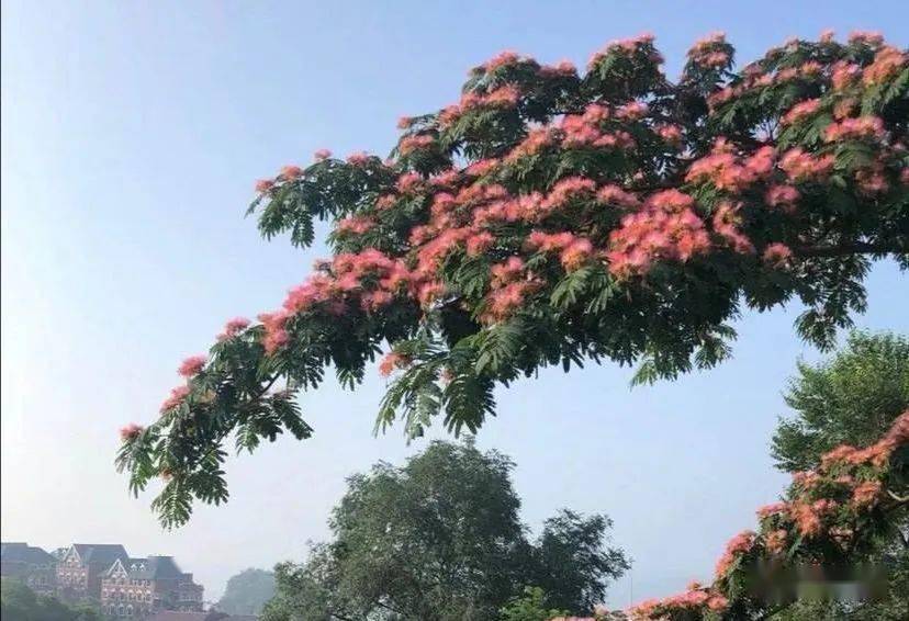 花海拾光第六辑