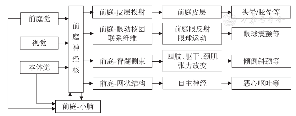 与头晕/眩晕相关的传导通路如图1所示.