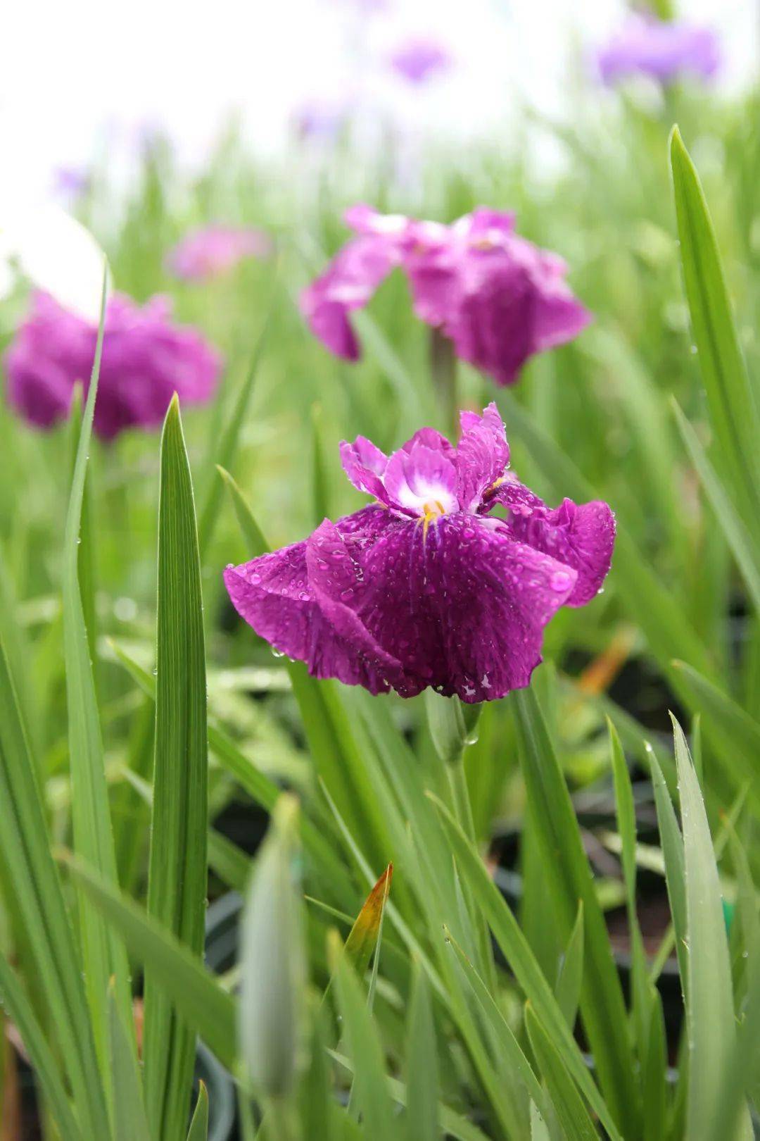 上海植物園自主選育20餘個花菖蒲新品種首次與大眾見面