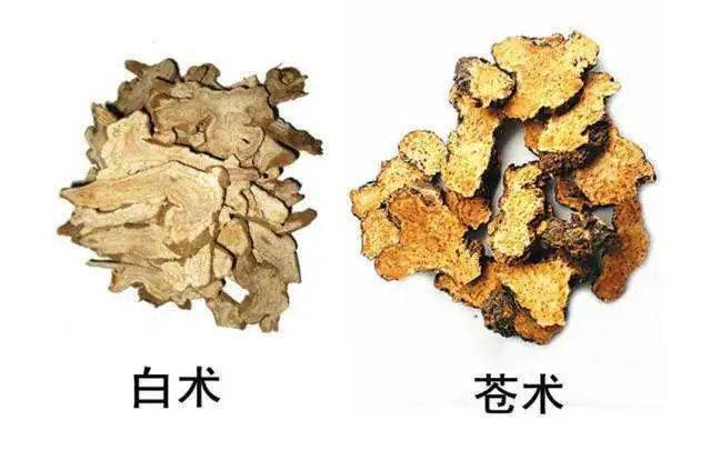一碗苍术饮,一夏都安康