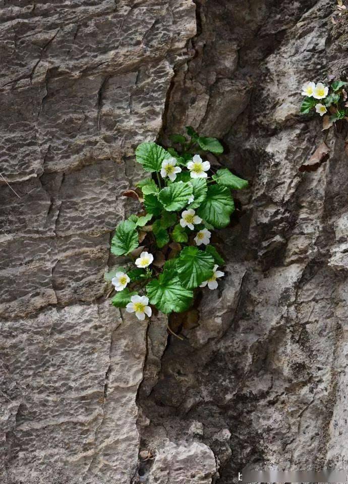 漫谈太行山的绝壁奇花—太行花_植物