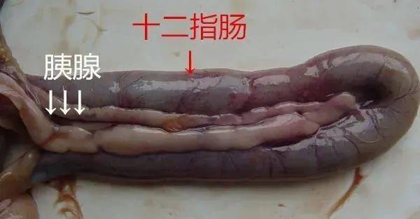 猪十二指肠实物图图片