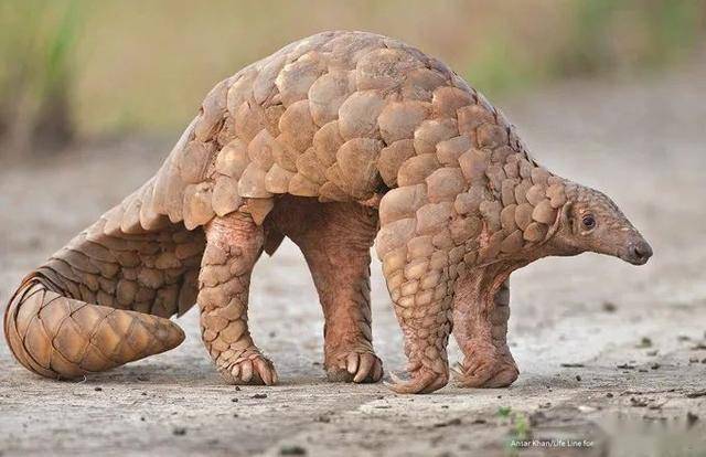 存活超过四千万年,一身鳞片防住了众猛兽,却被人类一片片扒下_穿山甲