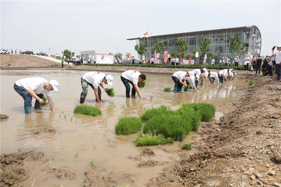 全国九地联动,2020年中华拓荒人海水稻插秧节在青岛启动