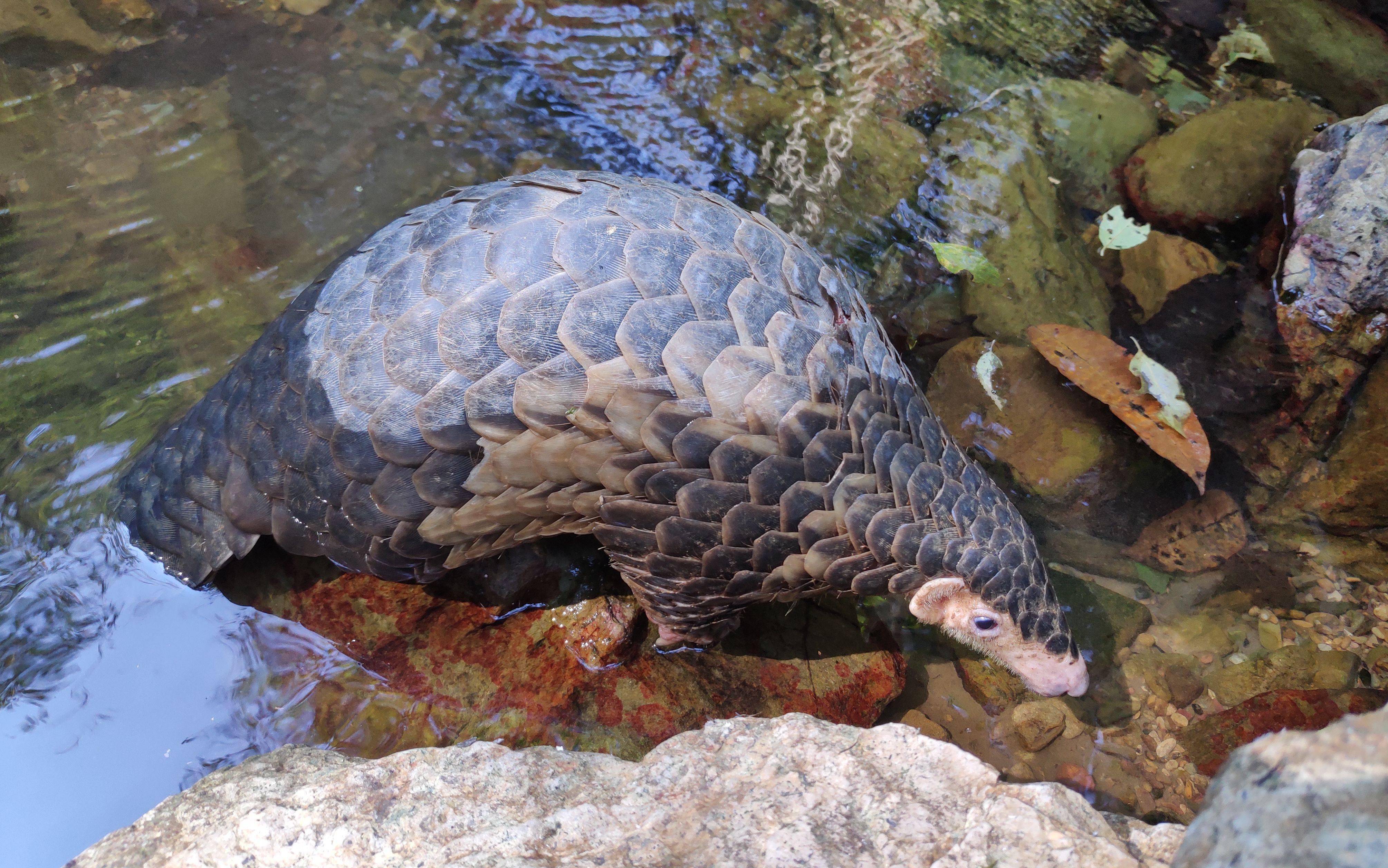 The World’s Most Wanted Animal | 5 Pangolin Facts to Know and Share ...