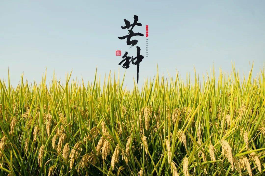 中国节拍芒种图片