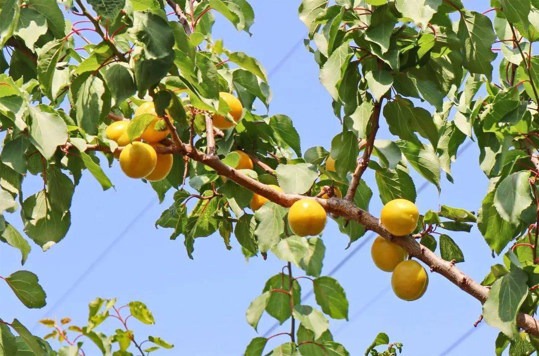 边河味道又到油杏流蜜时杏黄时节再约君