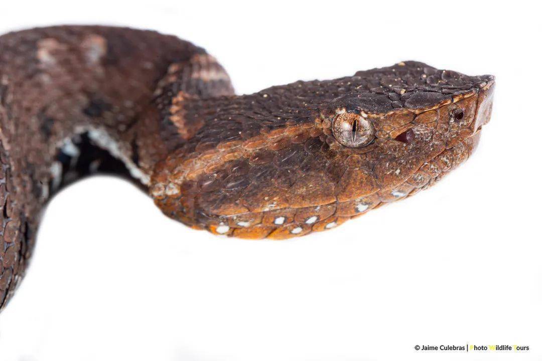 bothrocophias hyoproratoad-headed pit viper猪鼻蟾头蝮成体大亚成