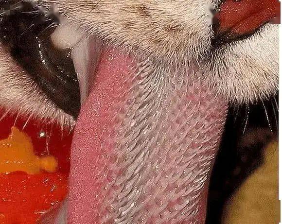 老虎舌头上有倒刺,没想到虎鞭上的倒刺更可怕,不愧是百兽之王_动物