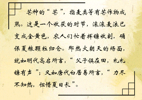 手绘芒种一想到你我就挥镰田间走