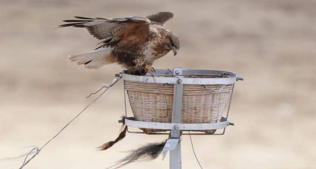 目前,三江源地区共安装人工鸟窝3280个,招鹰架16只,已经发现近2300个