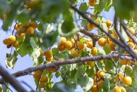 边河味道又到油杏流蜜时杏黄时节再约君