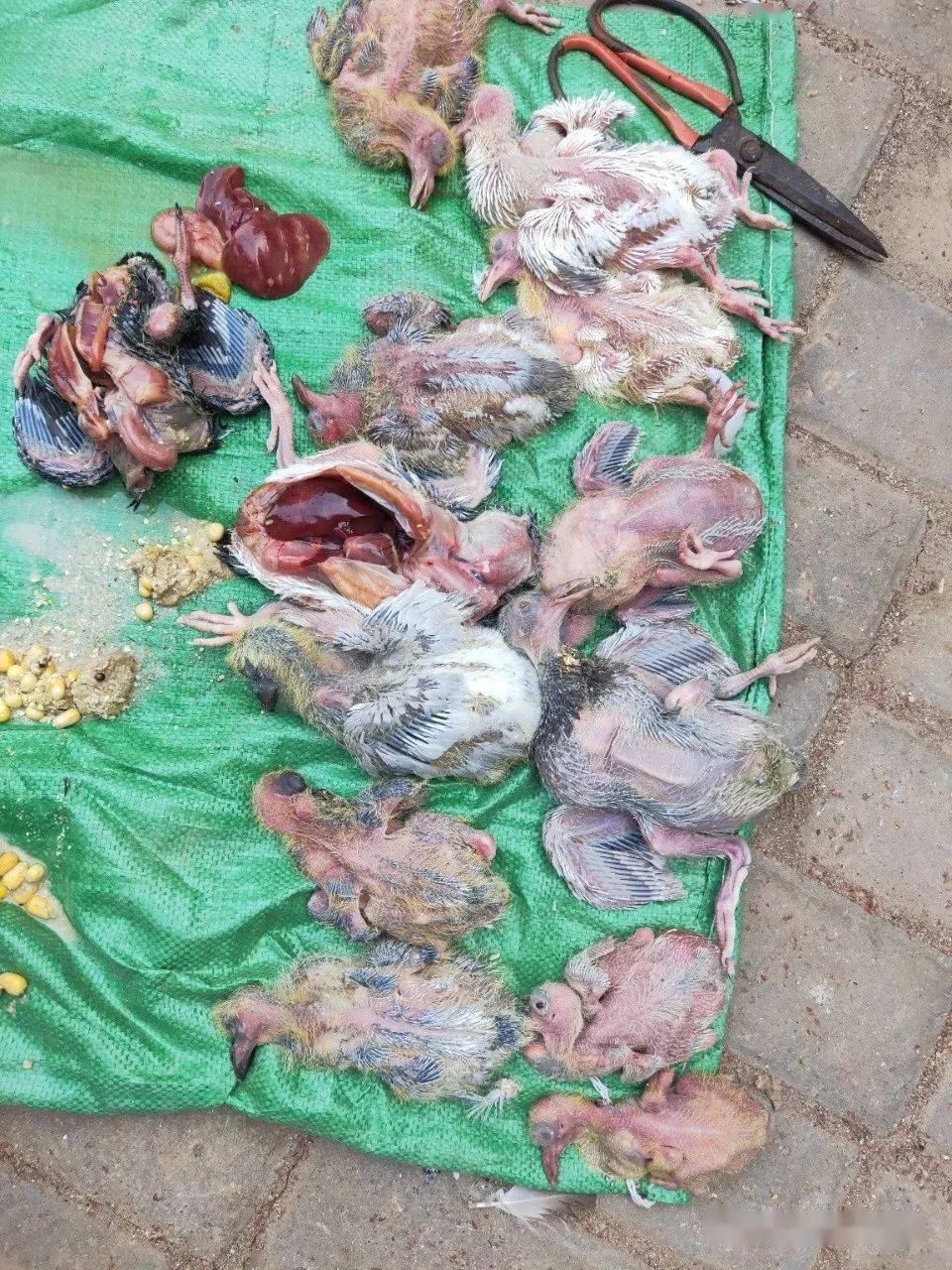 最近鸽子大量死亡秘密揭晓,一定要注意第五点
