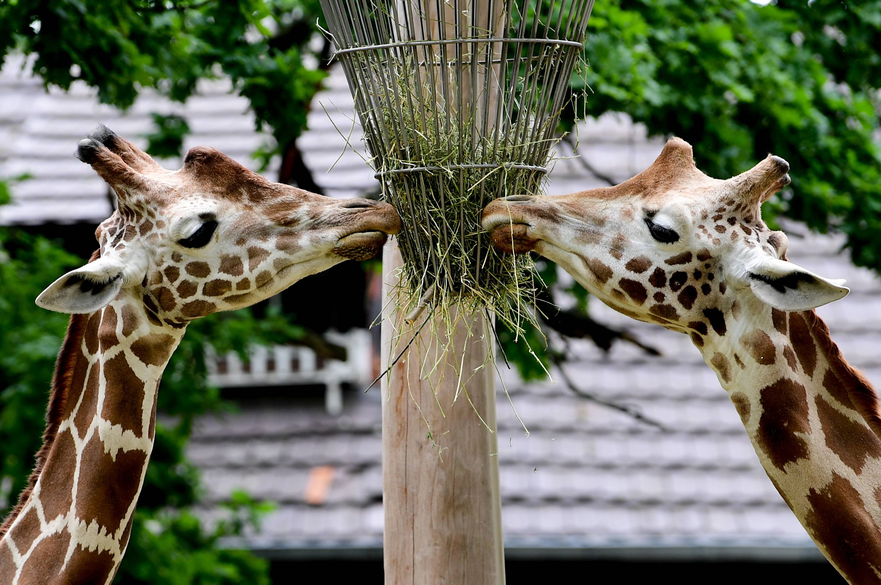 柏林动物园的动物们