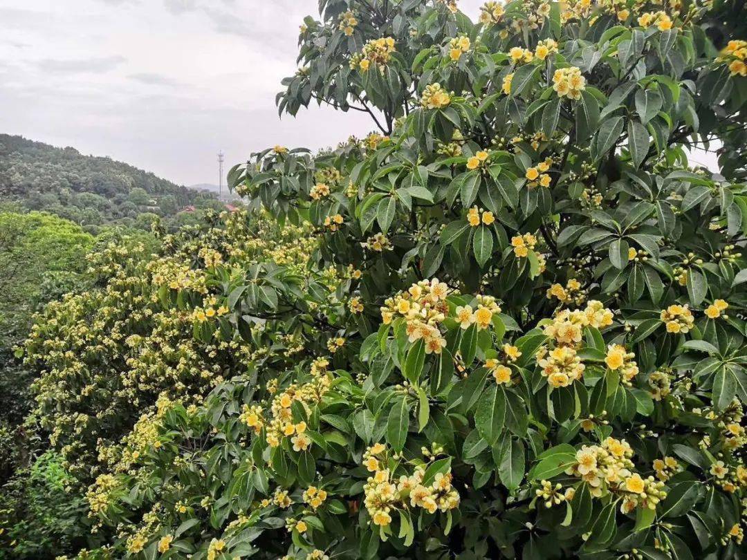 光福的这片木荷林位于香雪海被列入江苏省自然保护区每年的6月8日—6