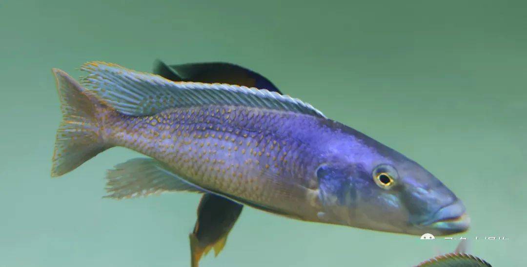 探索与发现酷斯拉繁殖了弱小邻居们现在怎么样