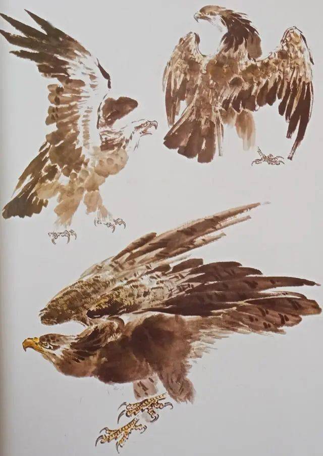 鹰的写意画法中国画教程