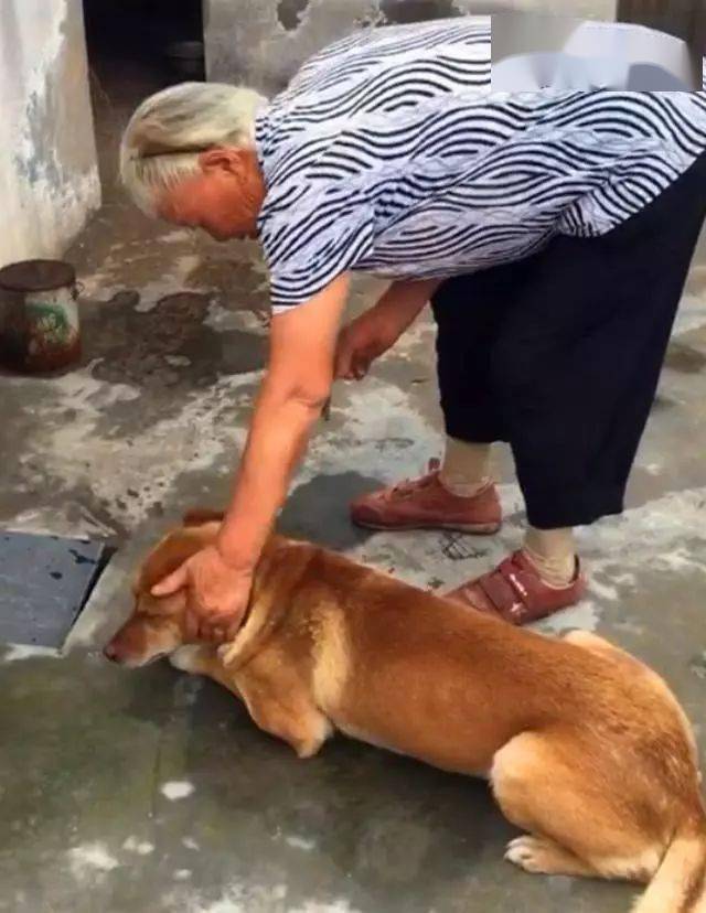 大黃狗掙脫鐵鏈跑野外放飛自我被奶奶薅住耳朵無奈又不甘