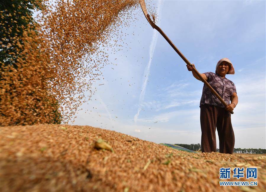 不寻常的耕耘,不一般的收获——我国夏粮主产区夏收观察_冬小麦