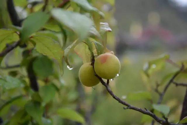 芒种阳炭烹六月梅子黄时雨