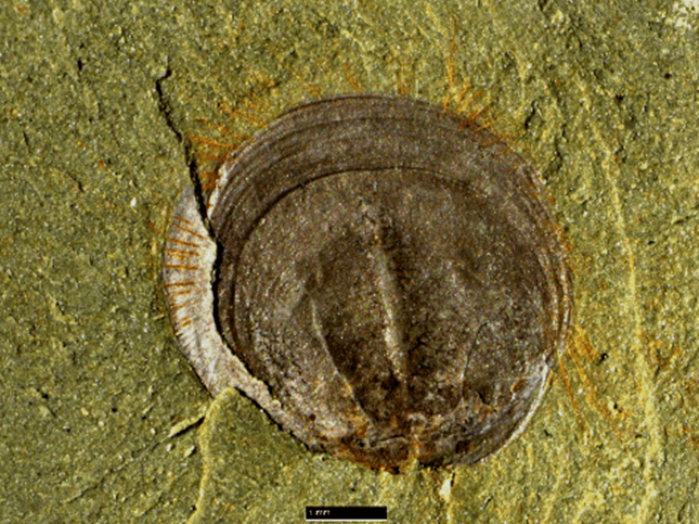 组关山动物群进行了大规模的发掘,收集了大量的舌形贝型腕足动物化石