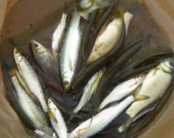 我有一个钓友是杀猪的屠夫,他有一款秘制窝料_二麻二麻