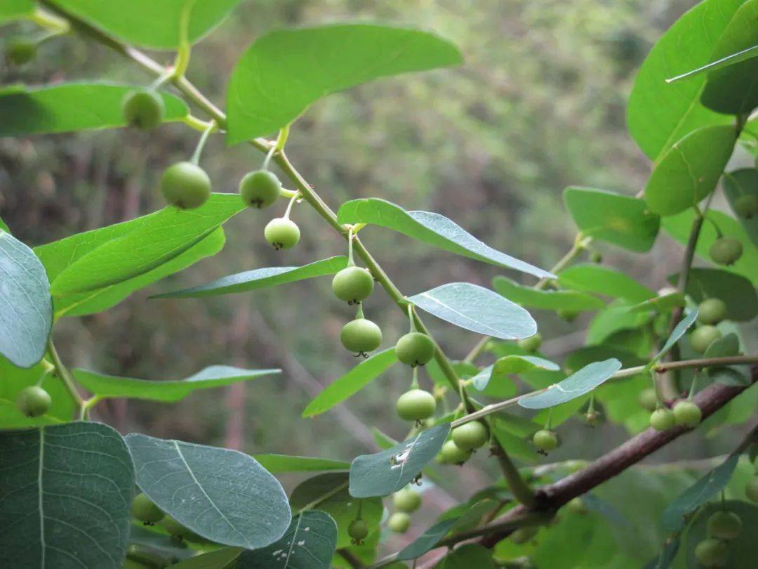 青荚叶叶上生花的奇妙植物