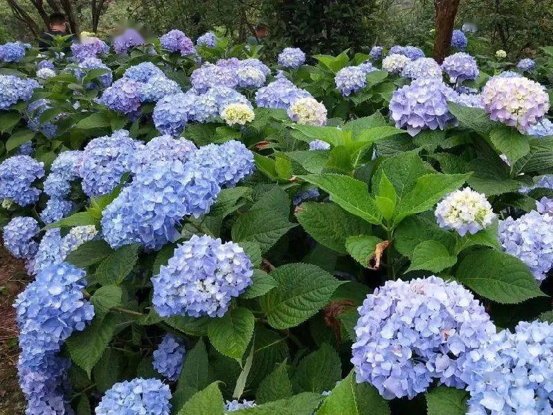 巴南云林天乡百亩绣球花海悄然登场花期长达6个月