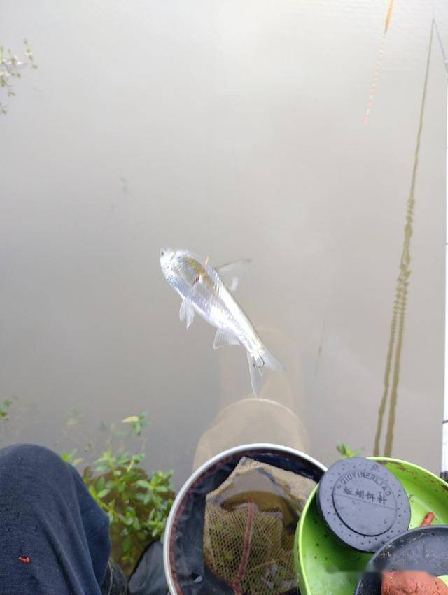 对不起从今天开始请叫我白条锚鱼大师