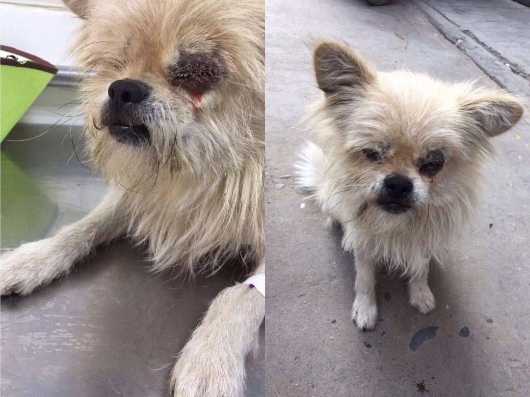 泰迪被车压断双腿后,主人看到竟然转身就走了.