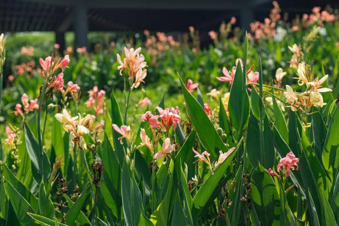 6月深圳公園賞花指南!除了荷花,鳳凰花,還有它們!