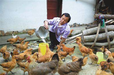 5月8日,卢根生正在喂鸡. 记者 洪子波摄