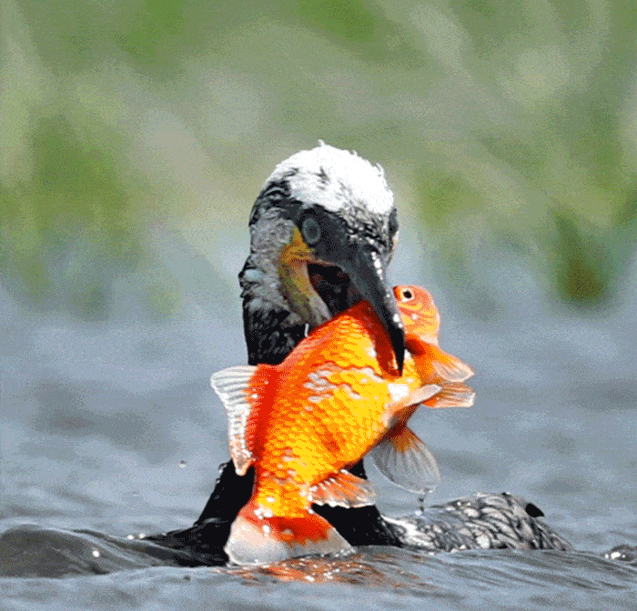 图集丨鸬鹚,"捕鱼小能手"已上线