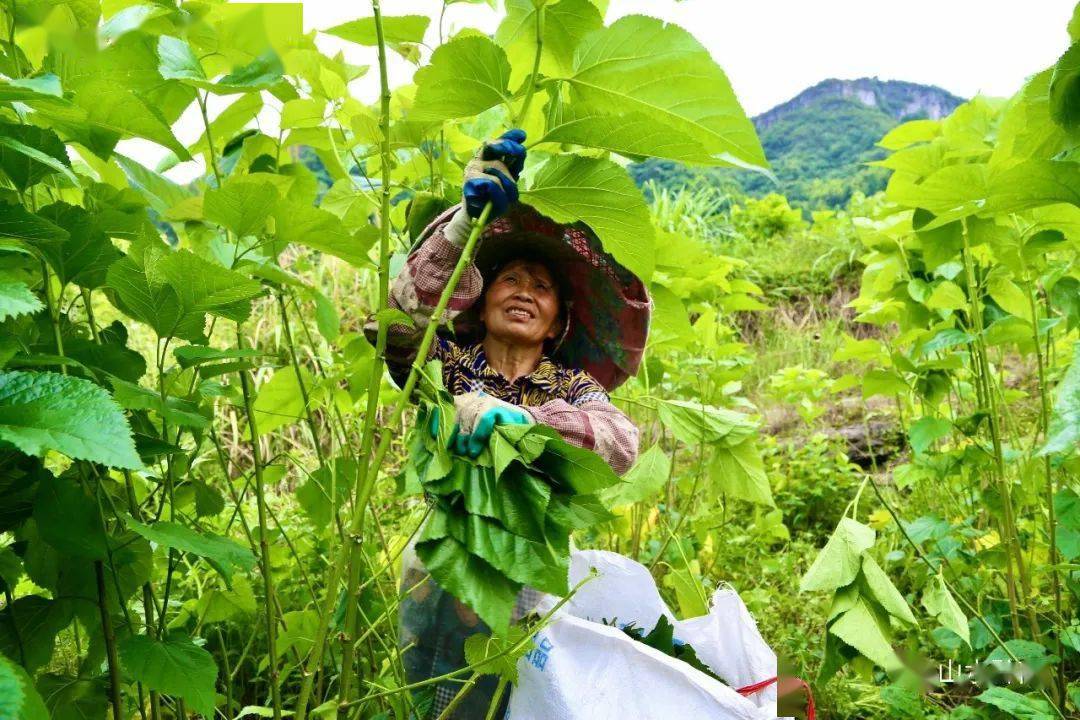 脱贫攻坚走基层山旮碧浪采桑忙