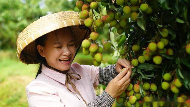 巧妇9妹承诺,售出每一单荔枝都是现摘现发,从果园直达客户家中,全程