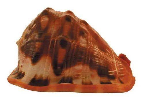 万宝螺也叫宝冠螺,贝壳颜色鲜艳美观,壳质结实厚重,有极高的收藏和