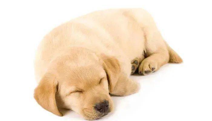 狗狗的睡姿竟然有这么多含义